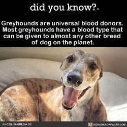 did-you-kno: Greyhounds are universal blood