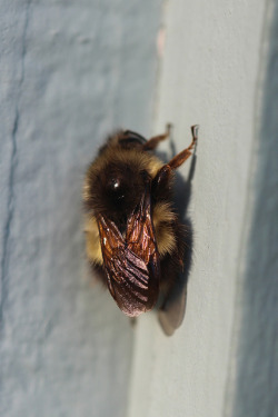 aschephoto:  Bumblebee. Olympia, WA 