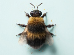 eleventheleven:  Bumble Bee 