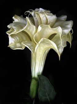 coffeenuts:  flowersgardenlove:Angel Trumpet