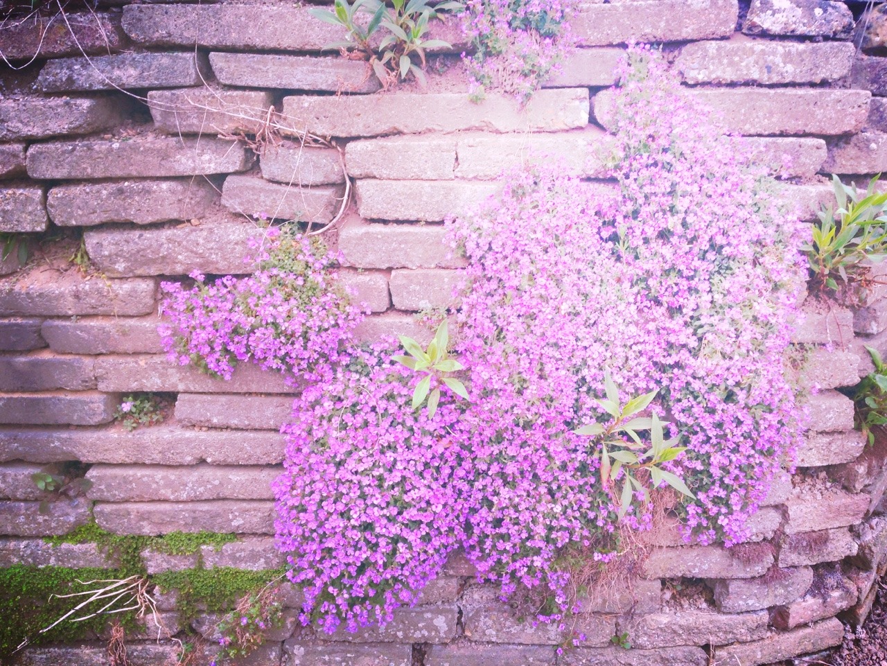 oceanvixen:  very sweet little tiny lilac pretties coming out from a brick wall. 