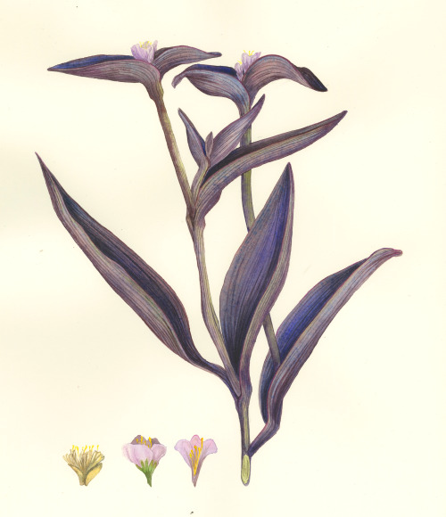 Setcreasea purpurea Watercolor