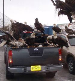 joshpeck:  jagiv:  I was just explaining to my friends how bald eagles are like pigeons in Alaska.  so much freedom in one picture   This truck is like Na’vi Jake Suuuley when all the eywa seeds land on himSo blessed