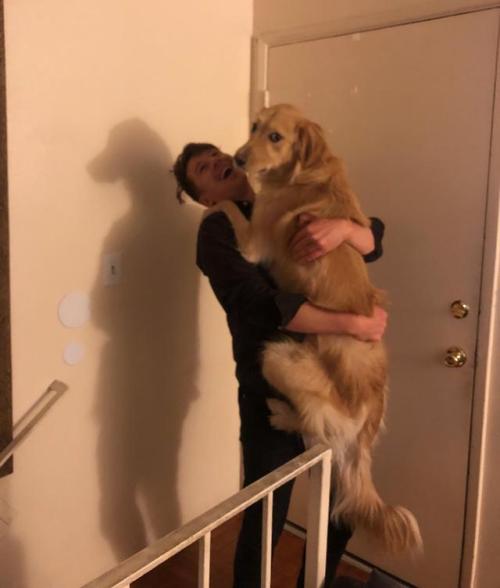 awwcutepets:a long boi with shadow of mandog