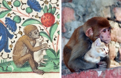 warning: cuteness overload!left: monkey hugs a kitten, book of hours, Brussels ca. 1475 (NY, Morgan,