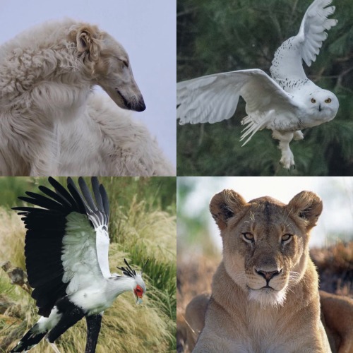 Hellsing Characters As Animals