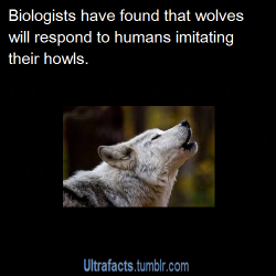 adu101:  ultrafacts:  Source For more posts like this, CLICK HERE to follow Ultrafacts   Don’t get me started on the time in Idaho where there tons of wolves across the lake and I howled to them and I think I started a rap battle 