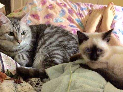 dentos-wife: Look my two precious kitties get along! Lucas is going to be a great big brother to Eli