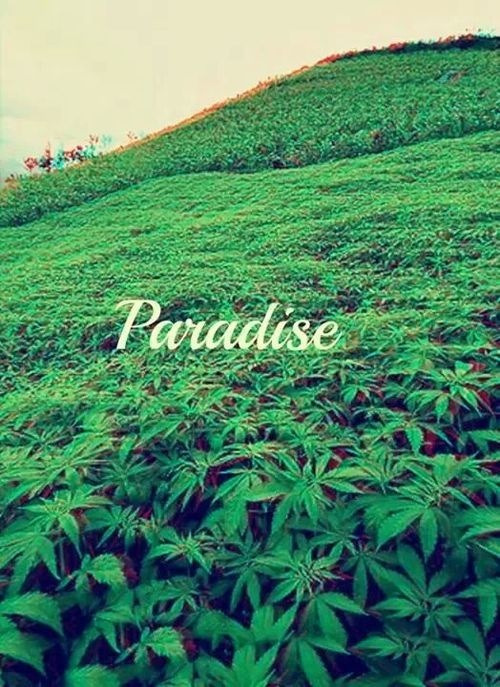no-drugs-no-life:  Paradise ♡