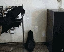 funny-gif-1:  Cats are so funny to watch the undefeated lights 