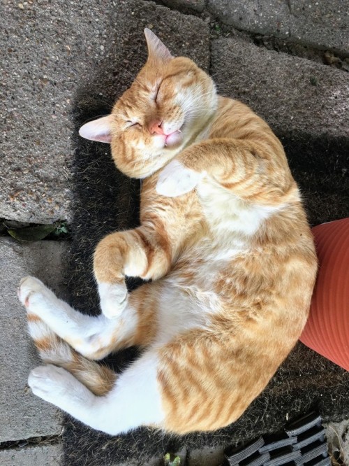 cute teefies