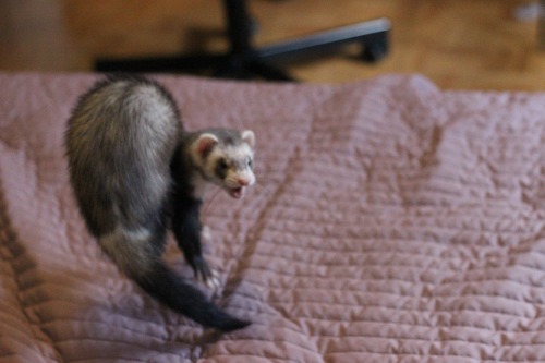 recreational-shrugs: dooktrain:  Trying to capture the dook in action  FERRET-BOTS TRANSFORM AND ASS