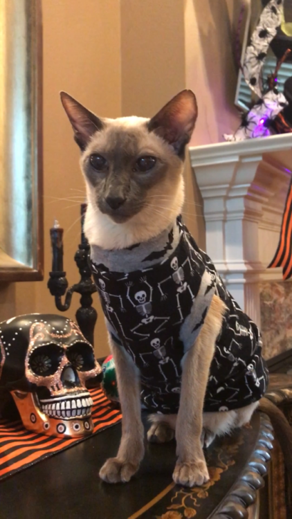 barkycatbros:This is Thomas’ Halloween skeleton shirt!