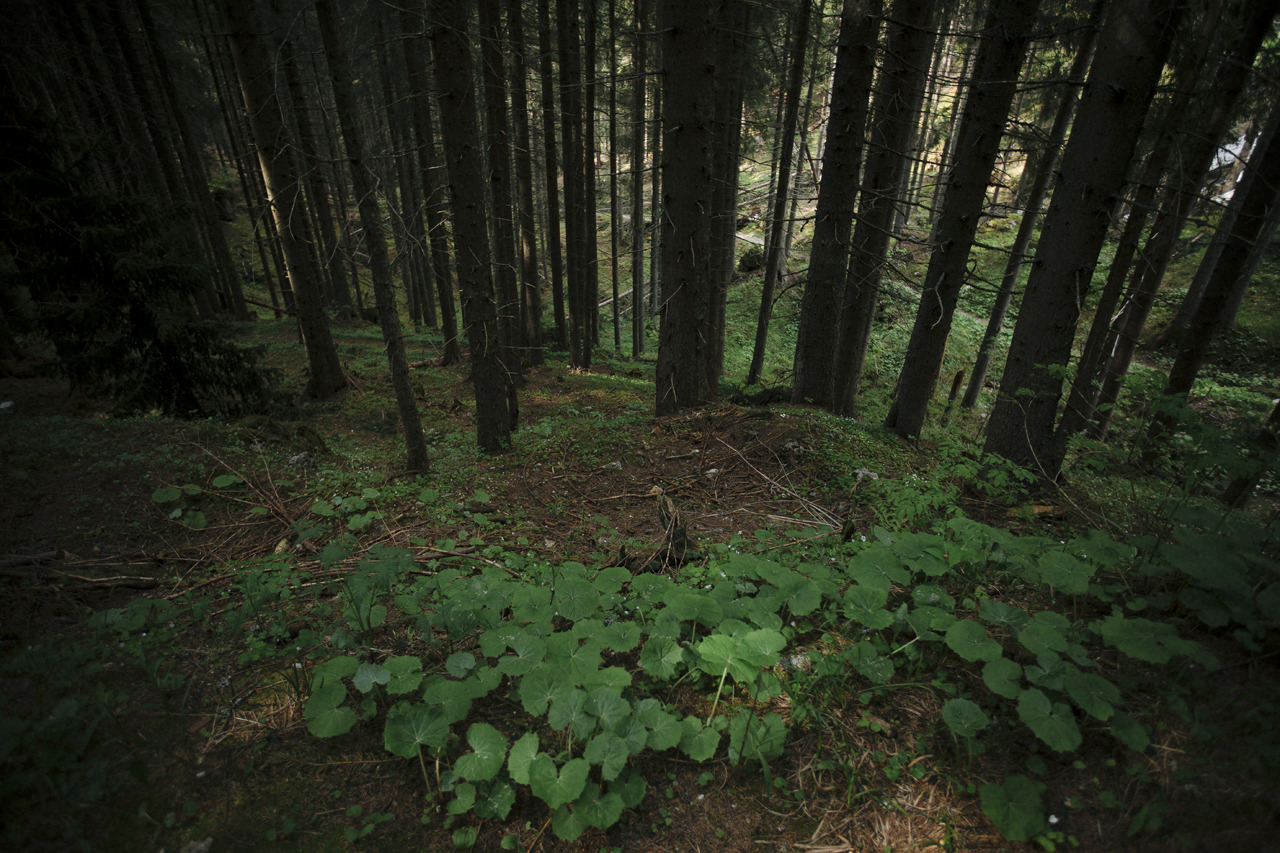 elenamorelli:  { surrounded by nature } 