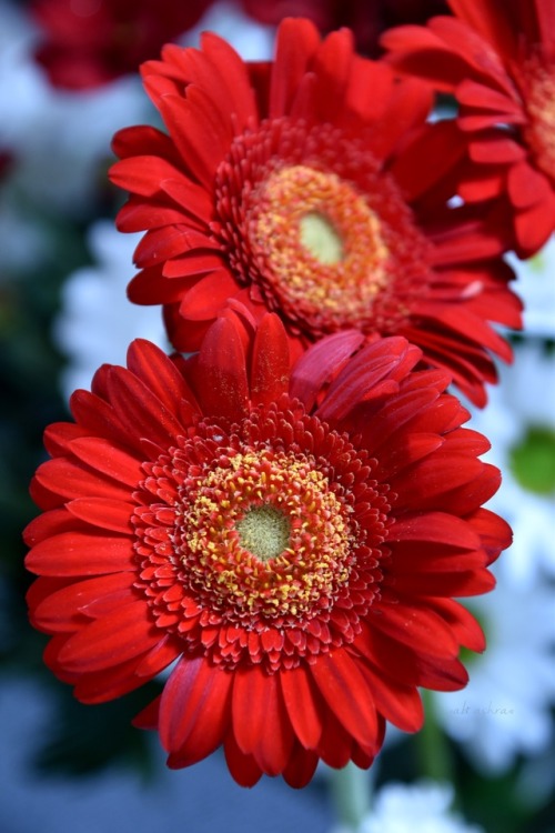 love-abia:“Many boys will bring you flowers. But someday you’ll meet a boy who will learn your favou