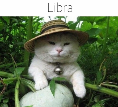 gaypussyretard:  cat astrology