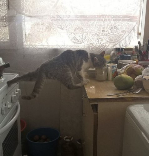 Mission: Impossible - Cat Protocol