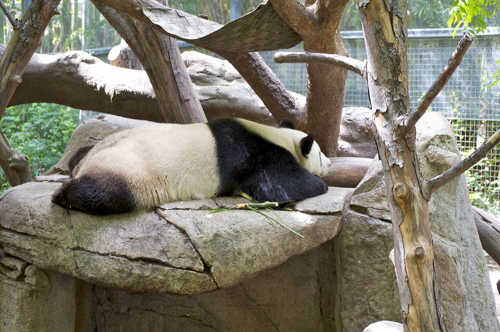 giantpandaphotos:  © Thomas Hale. 