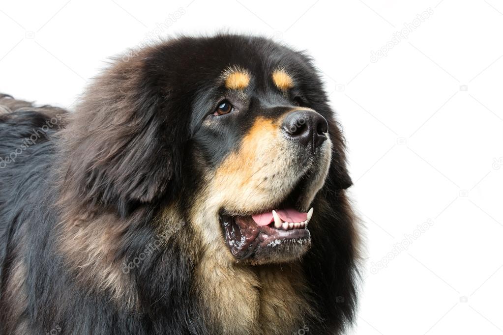 scarlettjane22:  TIBETAN MASTIFFSround 1www.google.com