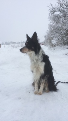 handsomedogs:  This is Turbo, my sweet border