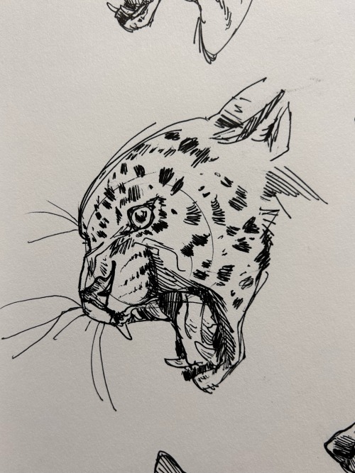 Animal Heads From Reference! I Love Drawing With Pen, Makes Me Think About What Im Putting Down. Im Also