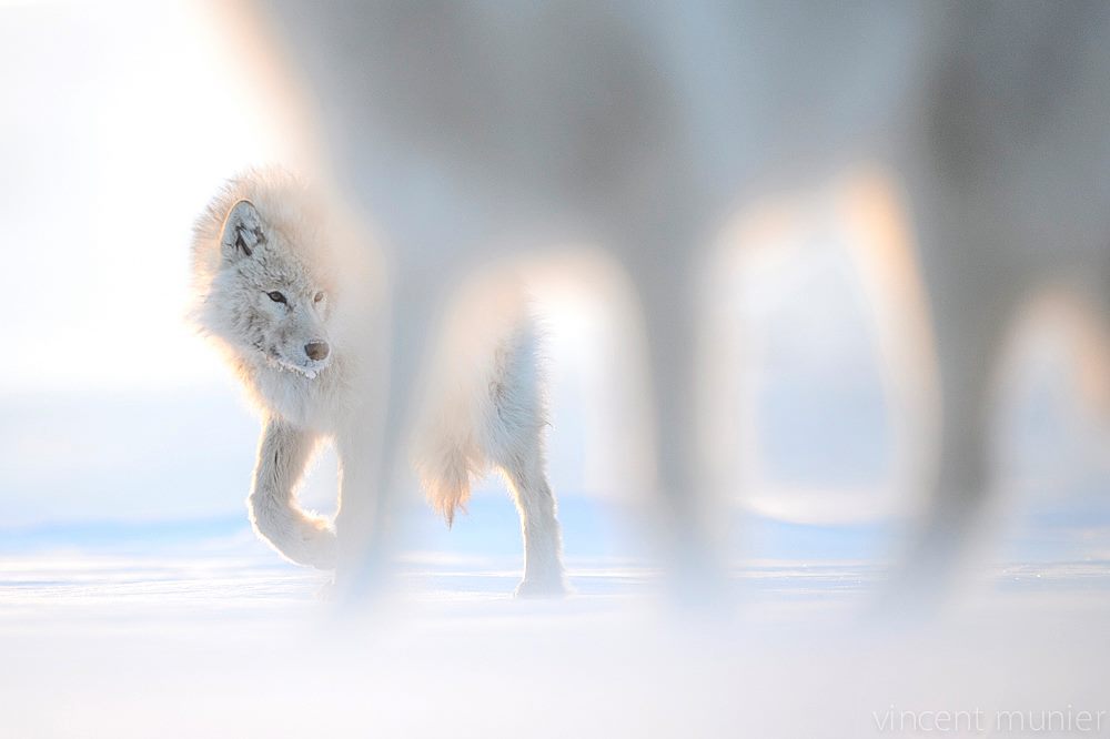 Lobos