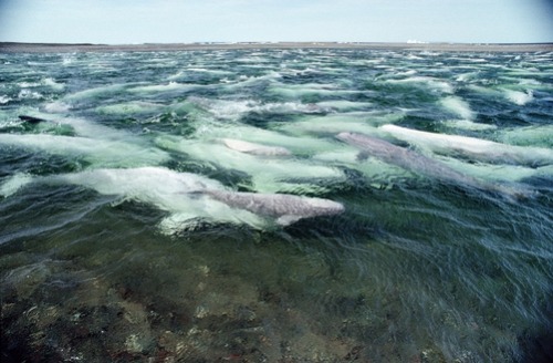 thelovelyseas:Beluga Whale (Delphinapterus leucas) group swimming and molting in freshwater shallows