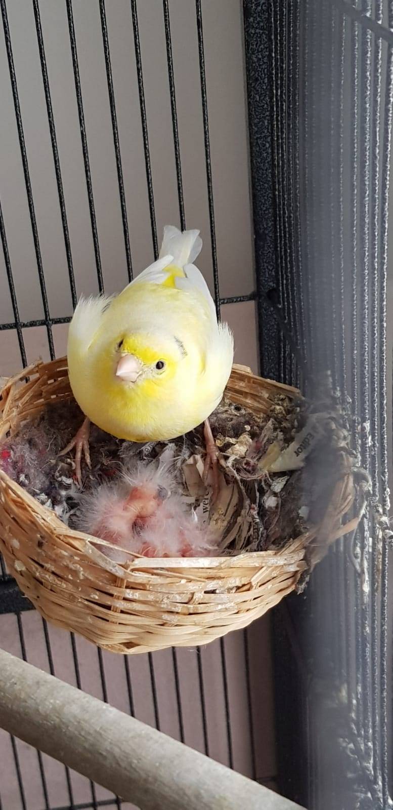 It is my cakeday, but I don't own a cat, or any pet, for that matter, so here is a pic of my sister's canary and new chicks�