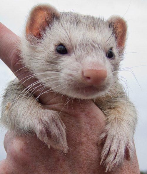 mordacool19:  harpyimages:  Ferrets, ferrets, ferrets, squeee..!! Some of last years rescue babies, . This wee family were found in a cat carrier, dumped in a wet field, they had been there a while when we got the into the rescue..  omg what sweet babies.