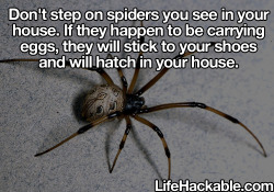 ask-starliner:  scootalooandfriendss:  I am not going to step on spiders again…  fine i wont step on them..i’ll spray them