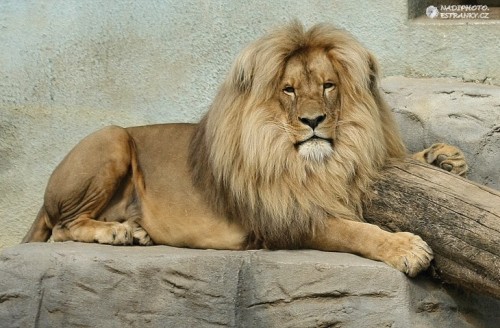 fyanimaldiversity: Lion (Pantherus leo) Lions with suspected Barbary lion blood are being bred back 
