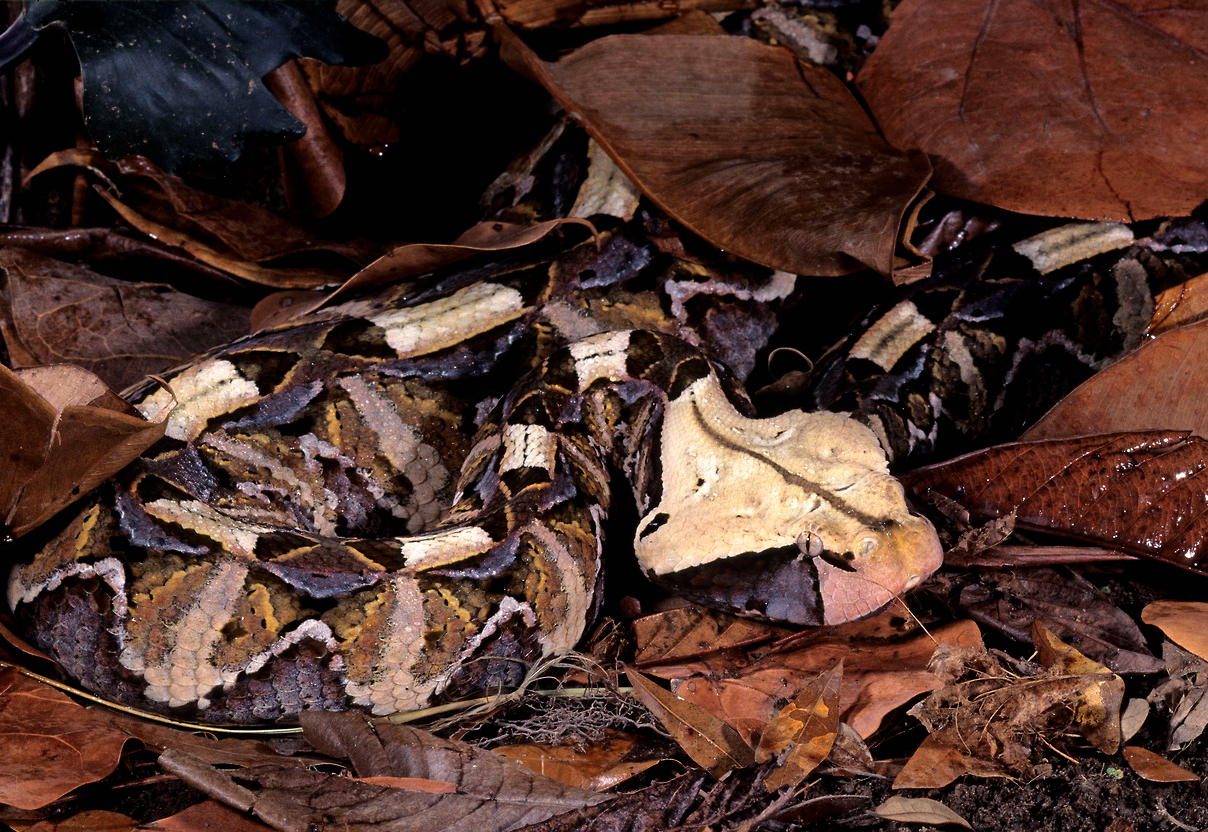 nubbsgalore:  &ldquo;dead leaves and the dirty ground, when i don’t know you’re