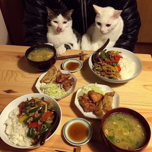 Sex k-worlddd:  Amazing hahaha 😺🍜💕 pictures