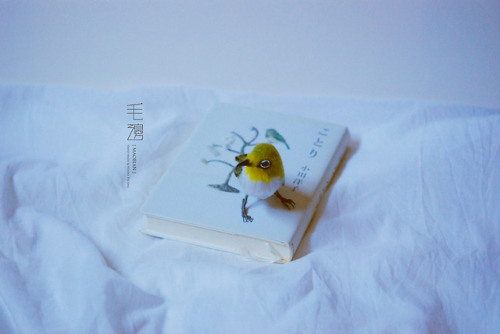 ▋Japanese White-eye ( custom-made ) Sculpture approximately 5 x 8 x 8 cm 