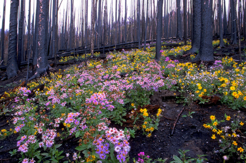 expressions-of-nature: by wanderingYew2 Yellowstone Wildflowers, Regeneration after a fore
