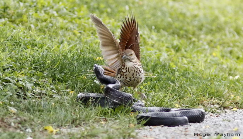 perceptionofadove:  fairy-wren:  Brown Thrasher vs. Black Rat Snake. Photos by Roger