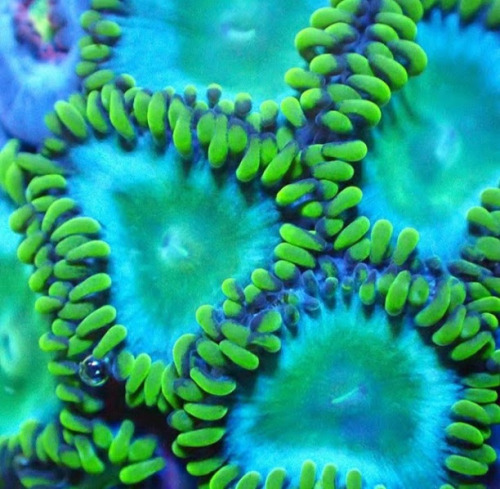 cephalogodess: Does anyone know the names (or even just the family?) of any of these beautiful coral