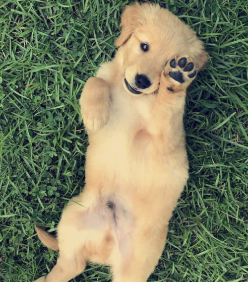 jaymaythegiraffe:Puppy dab