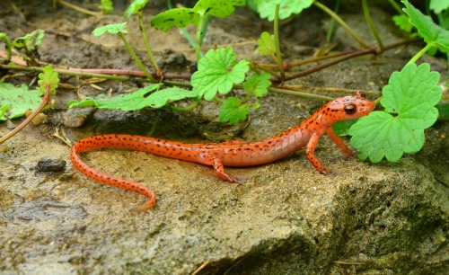 Cave Salamander(Eurycea Lucifuga), Family Plethodontidae, KY, USA