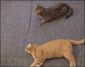 cutecornflakes:Cat tries to help friend in a fight !