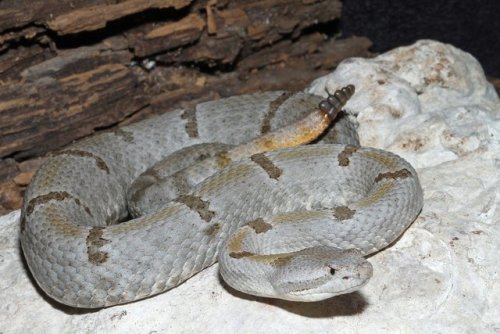 adorablesnakes: typhlonectes: Two color phases of Tamaulipan rock rattlesnakes (Crotalus lepidus mo