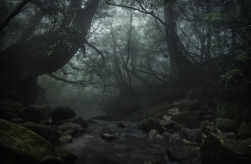 90377:  Yakushima by Carlos Donderis    porn pictures
