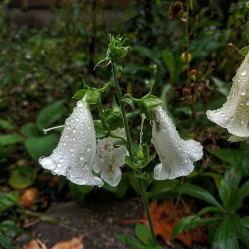 ghostsiren:What do you believe resides beyond the garden wall? https://www.instagram.com/p/CU2xfJcLbxS/?utm_medium=tumblr