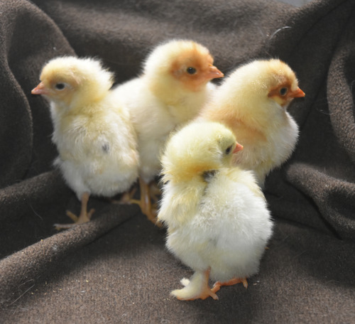 WHITE CHICKSGallus gallus domesticus©teenytinydinosaurfarm