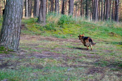 Catching the ball 