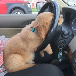 awwww-cute:  When you’re on that 9-5 grind stuck in traffic but you’re just a puppy (Source: http://ift.tt/1WPTkEg)