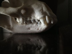 sittaeuropaea:  Badger Skull