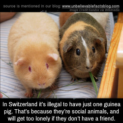 unbelievable-facts:  In Switzerland, it’s