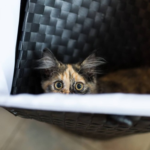 https://www.youtube.com/c/WeMeow #cat #cats #wemeow #meow #catlife #cutecat #catlove #lovecats #gat