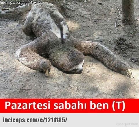 Pazartesi sabahı ben
...